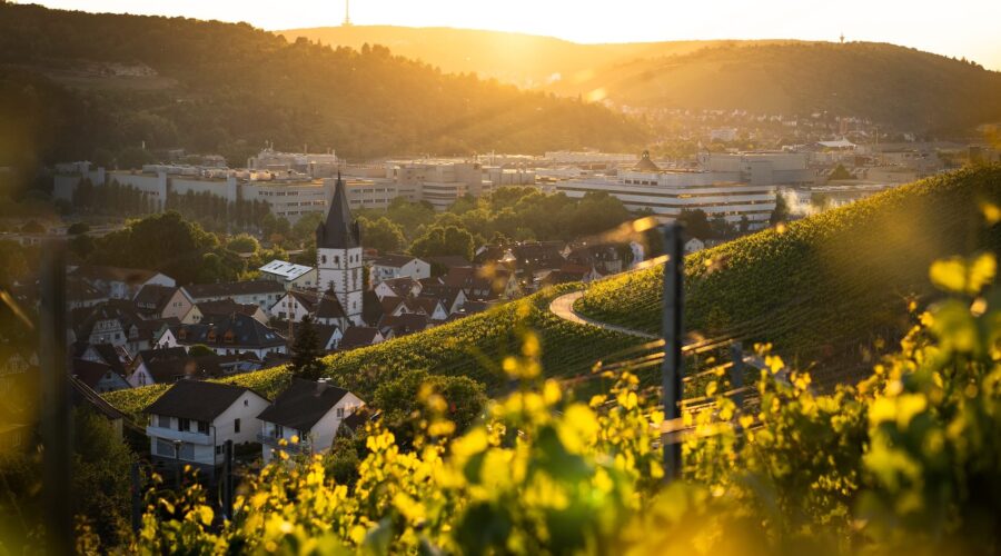 tobias-schmucker-Qj1Sa-LxtEk-unsplash